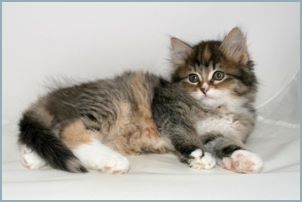 Female Siberian Kitten from Deedlebug Siberians